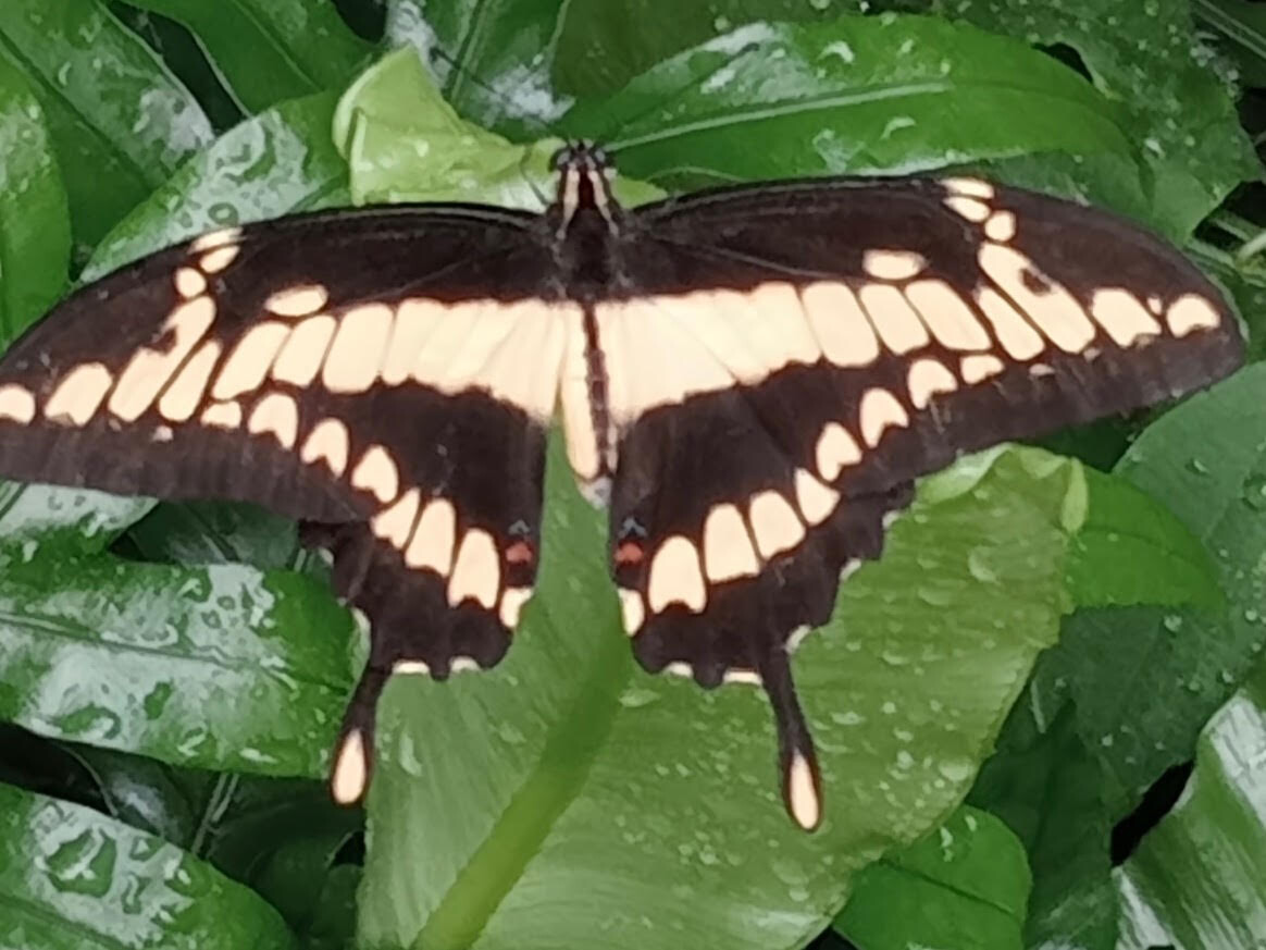 Vlinder